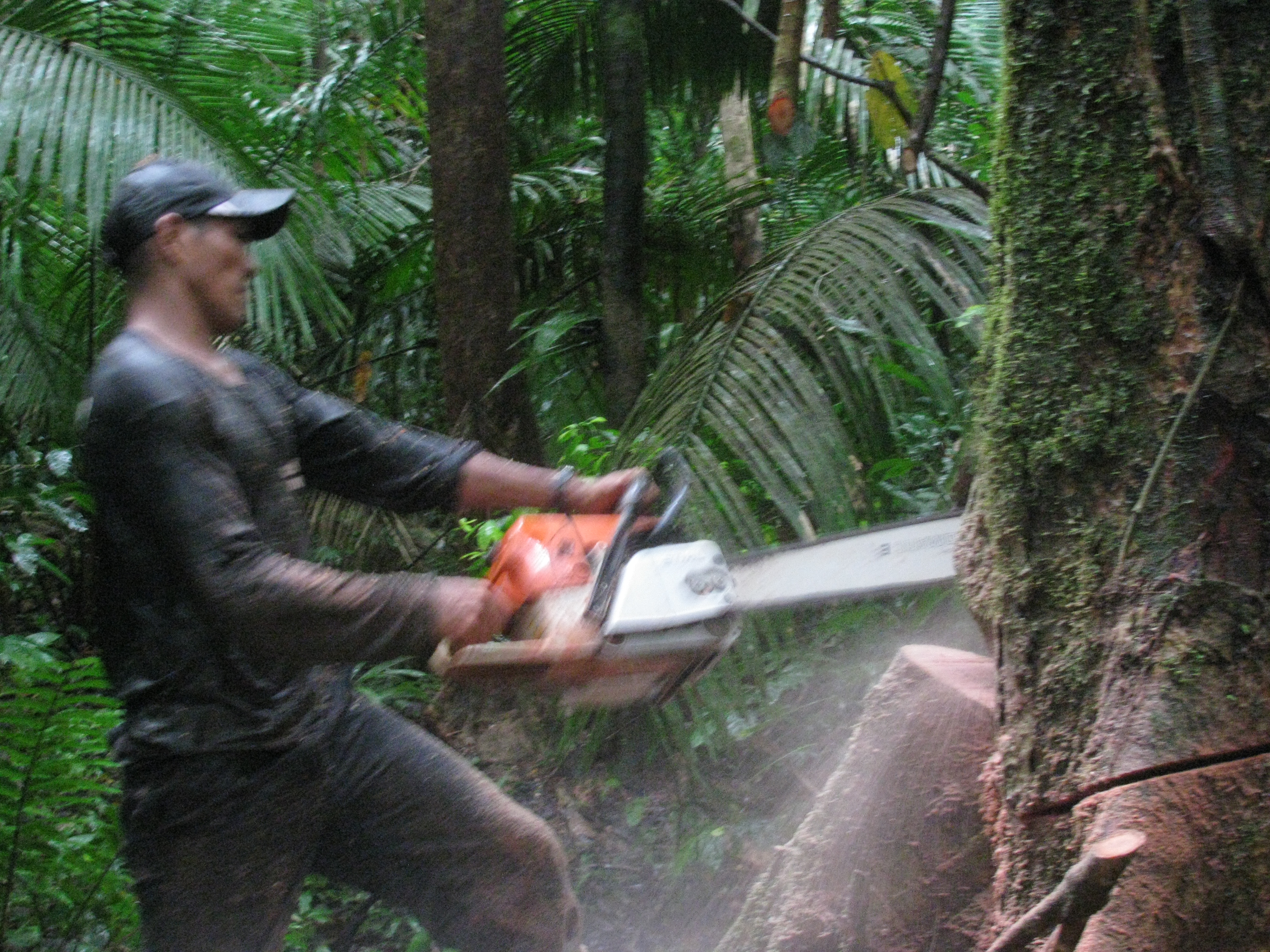 How Peru’s illegal wood gets exported around the world How Peru’s illegal wood gets exported around the world