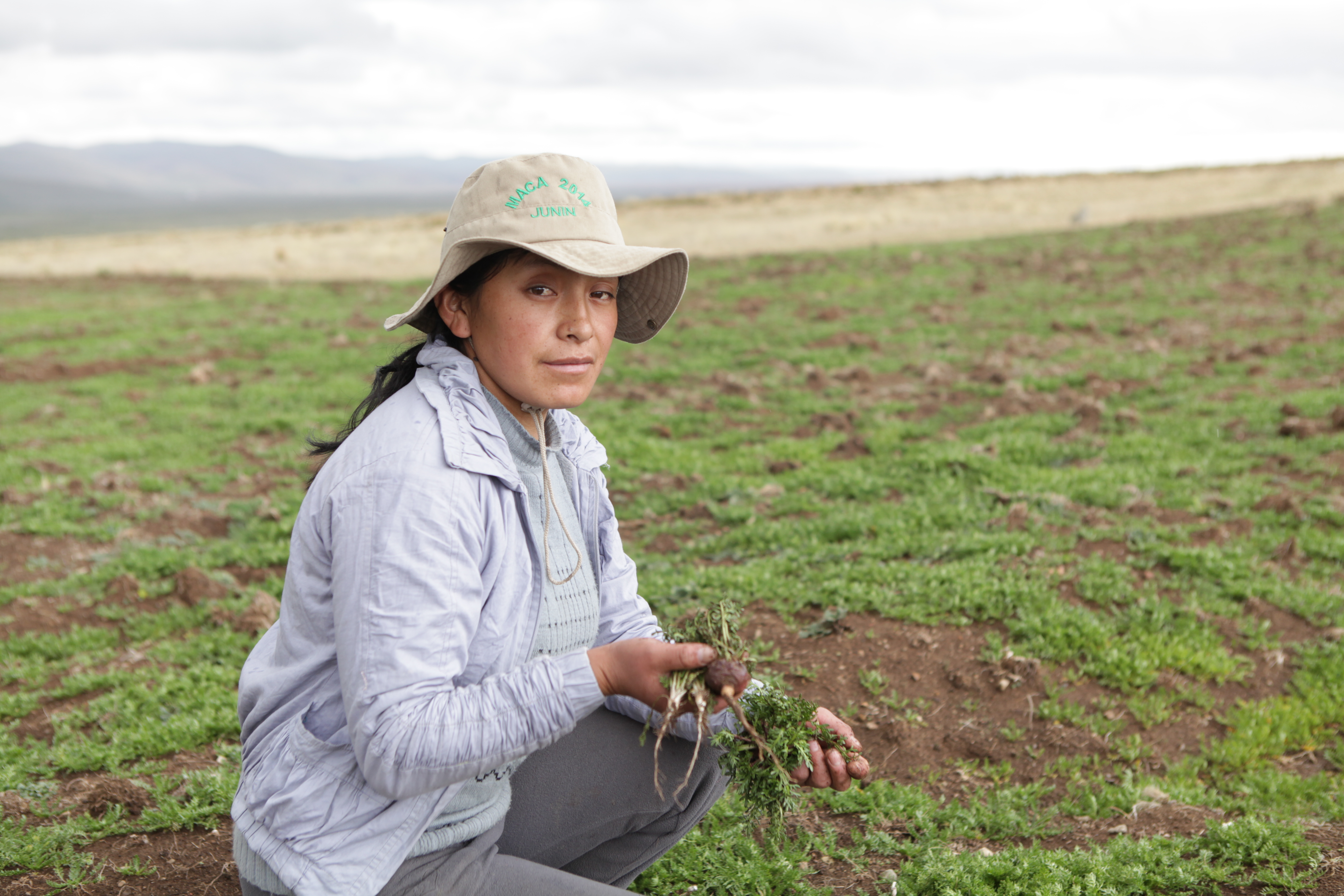 What does Chinese demand mean for Peru’s maca boom