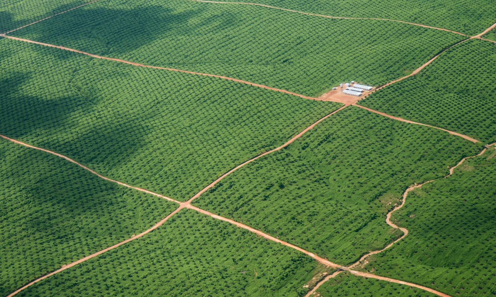 Amazon deforestation as mono crops hit Peru